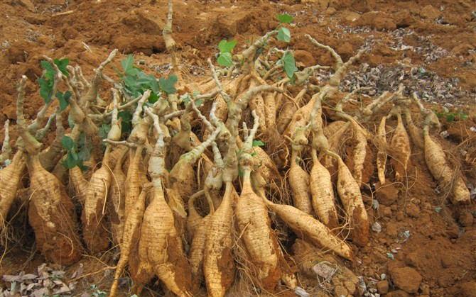 葛粉加工的5大工艺难点和解决方案