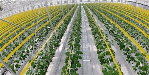 红薯种植加工业如何搭上乡村振兴政策的便车