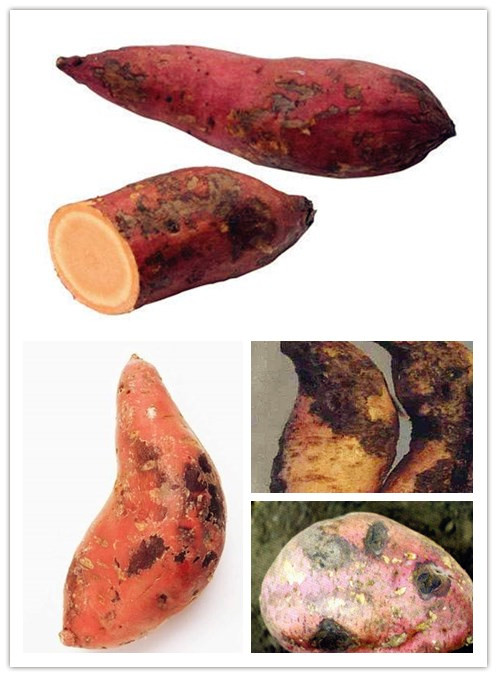黑斑红薯.jpg