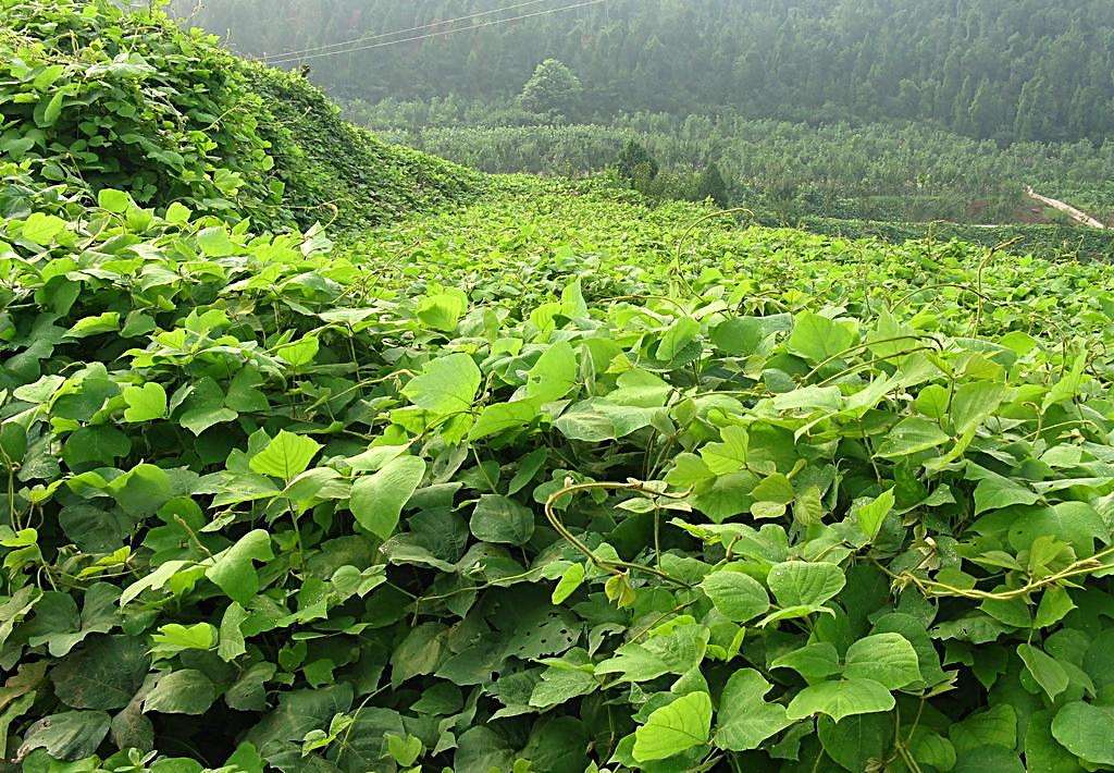 葛根是地里的“瑰宝”   很多人却不知其药效